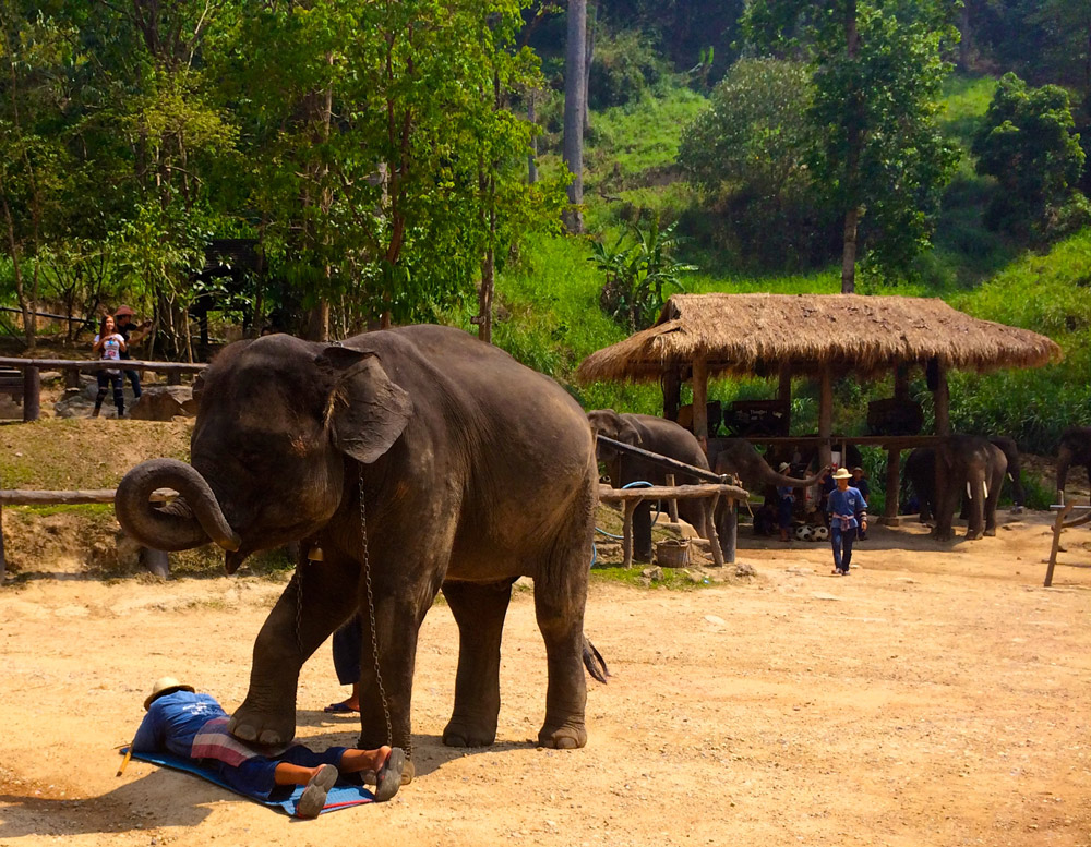 Massagem de elefante