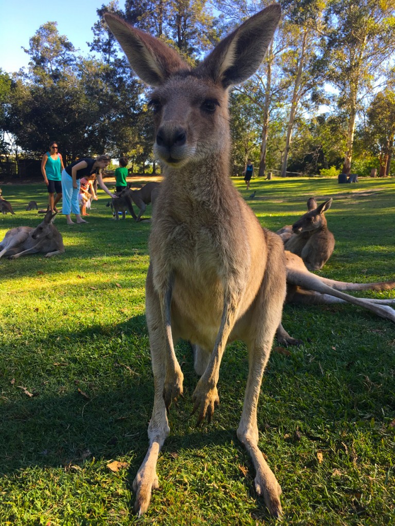 Kanguru